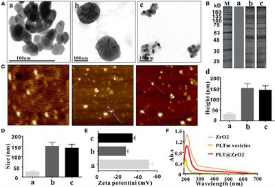 Platelet-Membrane-Camouflaged Zirconia Nanoparticles Inhibit the Invasion and Metastasis of Hela Cells